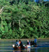 Amazonas, er som indianerne utrydningstruet. Foto: Ecuador.org.