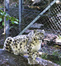 Snøleopard med nyfødte unger i Sverige. Foto: Dagbladet.