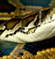 Helt python assa. Foto: VampBea.