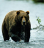 Kresen bamse. Foto: National Geographic.