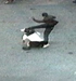 Jungelens lov på Karl Johan. Foto: TV 2.