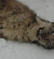 DÃ¸d gaupe i garasjen. Foto: Ã˜stlandsposten.