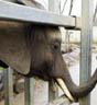 Elefant skaper politisk krangel. Foto: EPA.
