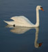 Hvorfor skyter man en svane uten grunn? Foto: SXC.