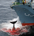 Groteskt syn. Foto: EPA-Greenpeace.
