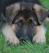 Har denne hunden livets rett? Foto: Colourbox.