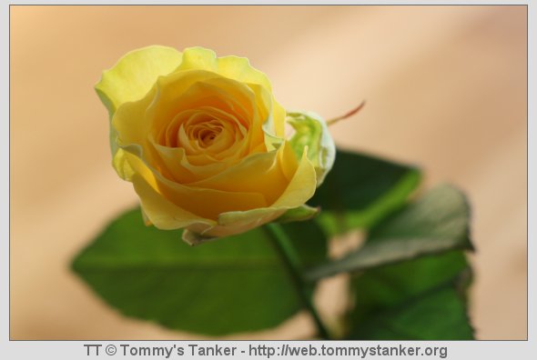 Den gule rose. Foto: JTK.