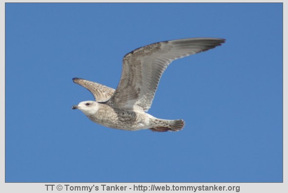 En av lokalområdets mange "Albatrosser". Foto: JTK.