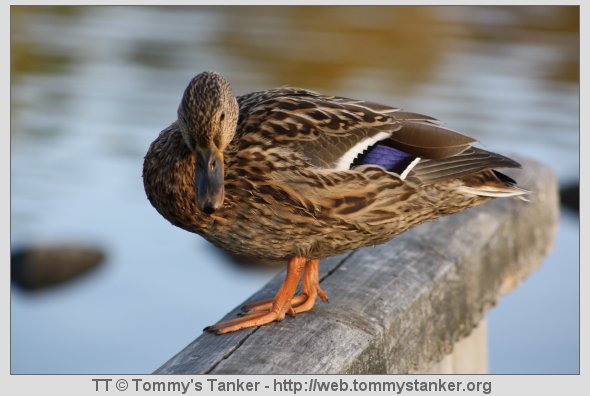 En nysgjerrig stokkand som utforsker en trestamme. Foto: TT.