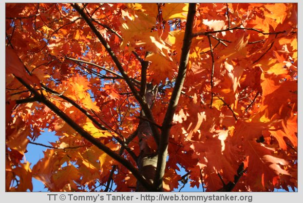 Mitt bidrag til VampBeas fotokonkurranse. Foto: TT.