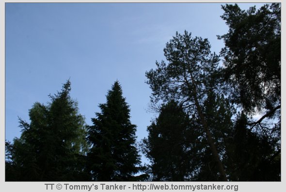 Trær på alle kanter (igjen). Foto: TT.