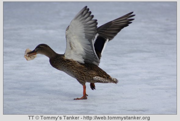 Takk for matbiten, men du..nå må jeg fly assa. Foto: TT.
