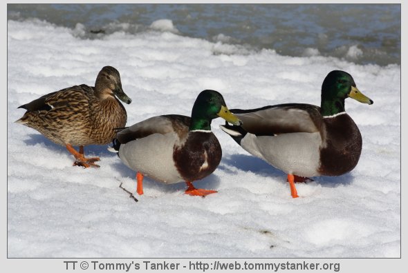 Ett-to-Ett-to, en støvel og en sko osv. Foto: TT.