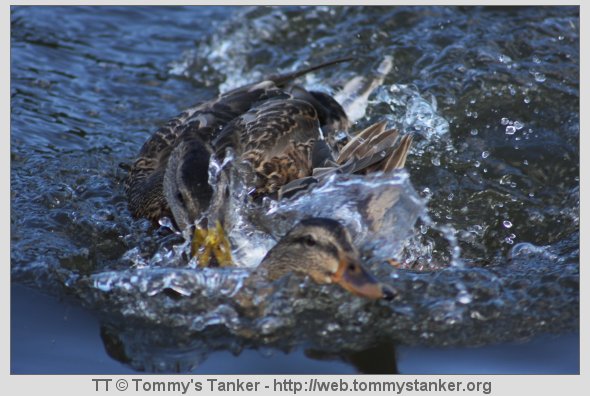 Sa noen slåssing? Å jada, her går det unna. Foto: TT.