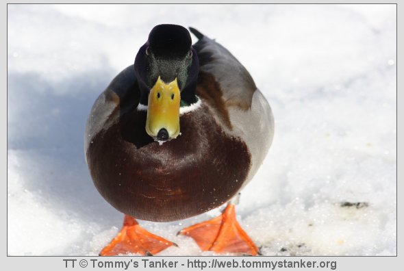 Halla, har du en godbit til overs? Foto: TT.
