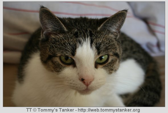 Beauty virker en smule skeptisk her gitt. Foto: TT.
