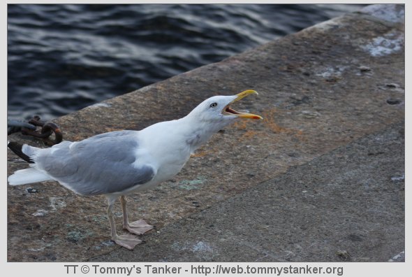 Ey! Harru en go`bit eller?! Foto: TT.