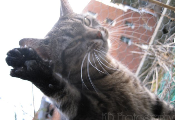 Gizmo vil behandles med respekt. Foto med tillatelse: VampBea.