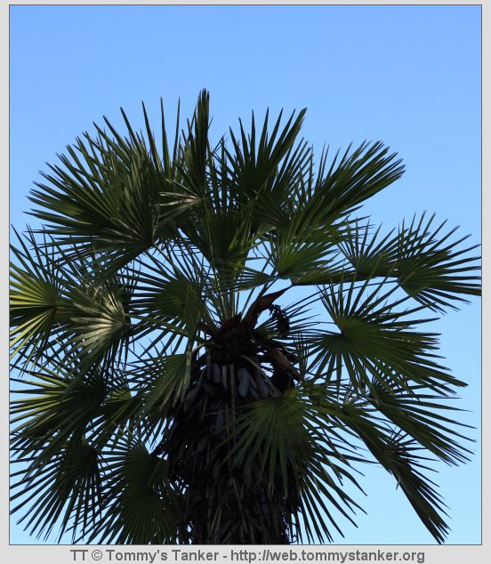 Det ser mer tropisk ut enn det er. Foto: TT.