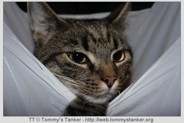 Næmmen, se! En posepus. Foto: TT.