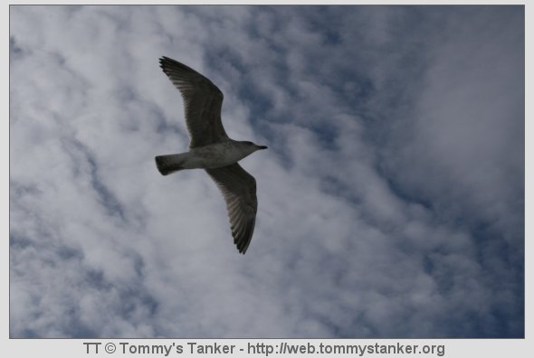 Så godt å strekke litt på vingene. Foto: TT.